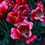 Tulip Time in Holland Michigan